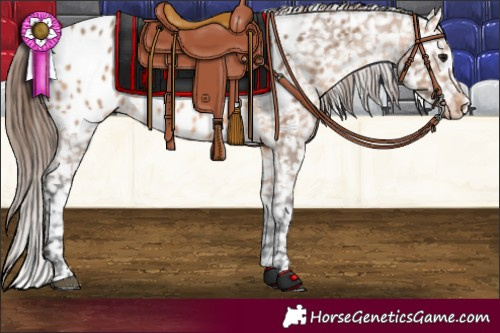 Horse Color:Bay Dun Appaloosa 