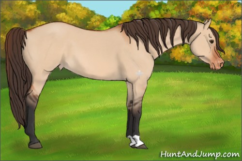 Horse Color:Bay Dun Appaloosa 