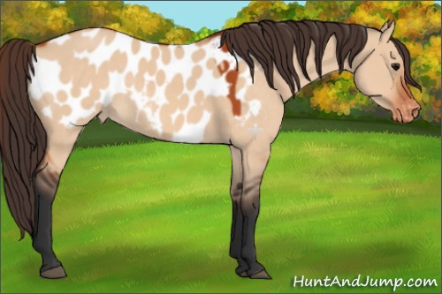 Horse Color:Bay Dun Appaloosa 