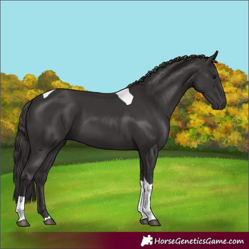 Horse Color:Smoky Black Tobiano 