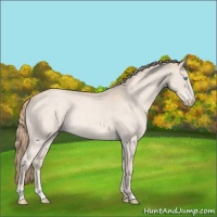 Horse Color:Perlino Roan Rabicano 