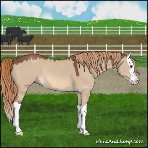 Horse Color:Red Dun Splash Rabicano 