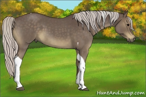 Horse Color:Silver Blue Roan Tobiano