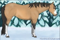 Horse Color:Buckskin 