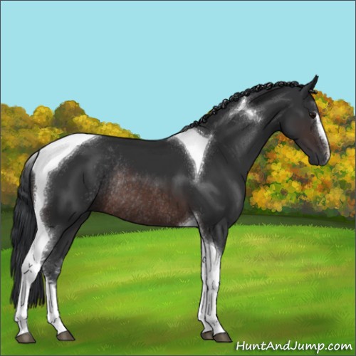 Horse Color:Brown Sabino Tobiano Rabicano