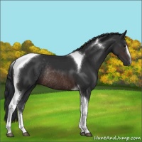 Horse Color:Brown Sabino Tobiano Rabicano 