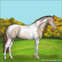 Horse Color:Brown Pearl Dun Tobiano Rabicano 