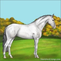 Horse Color:Grullo Tobiano Rabicano 