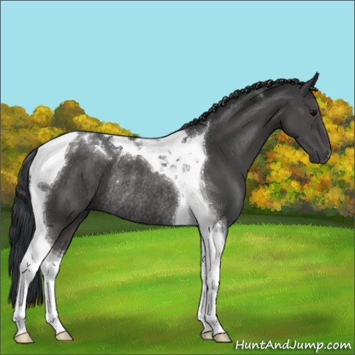 Horse Color:Black Tobiano Rabicano