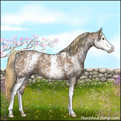 Horse Color:White Spotted Liver Red Dun 