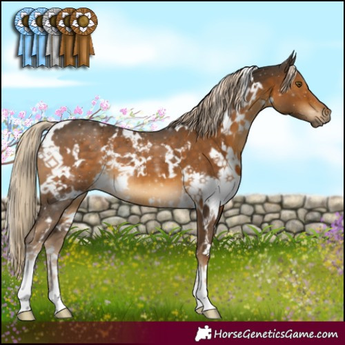 Horse Color:White Spotted Chocolate Palomino