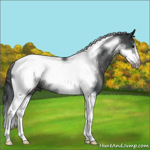 Horse Color:Black Tobiano Frame Rabicano