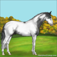 Horse Color:Black Tobiano Frame Rabicano