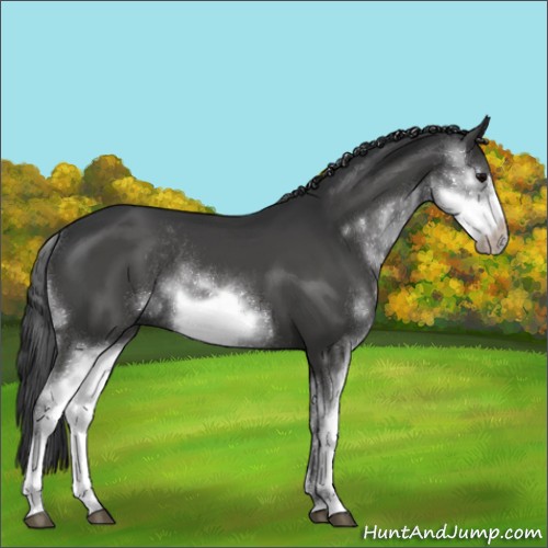 Horse Color:Black Sabino Frame Rabicano