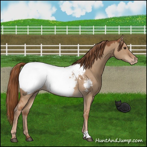 Horse Color:Red Dun Near Fewspot