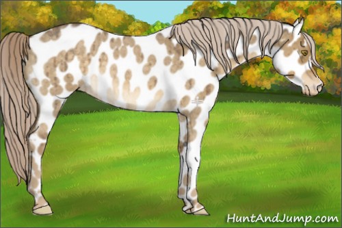 Horse Color:Chocolate Palomino Roan Dun Appaloosa Brindle 