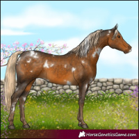 Horse Color:White Spotted Chocolate Palomino 
