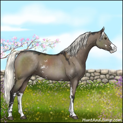 Horse Color:Liver Red Dun Mushroom Sabino 