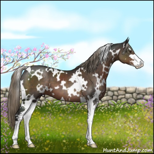 Horse Color:White Spotted Liver Chestnut Mushroom Sabino 