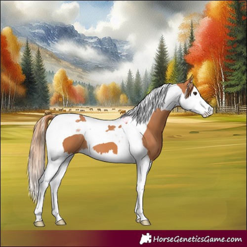 Horse Color:Chestnut Splash Tobiano 