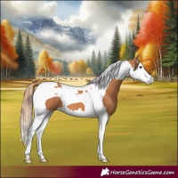Horse Color:Chestnut Splash Tobiano