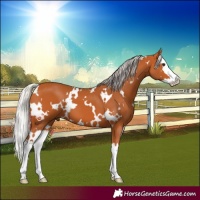 Horse Color:White Spotted Silver Bay Splash 