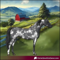 Horse Color:White Spotted Blue Roan 