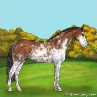 Horse Color:Buckskin Sabino Rabicano 