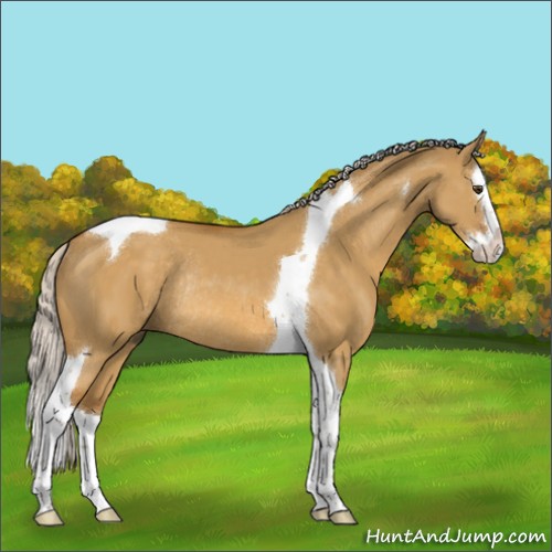 Horse Color:Silver Buckskin Dun Sabino Splash Tobiano Rabicano 