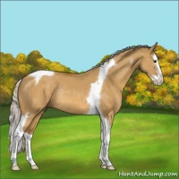 Horse Color:Silver Buckskin Dun Sabino Splash Tobiano Rabicano 