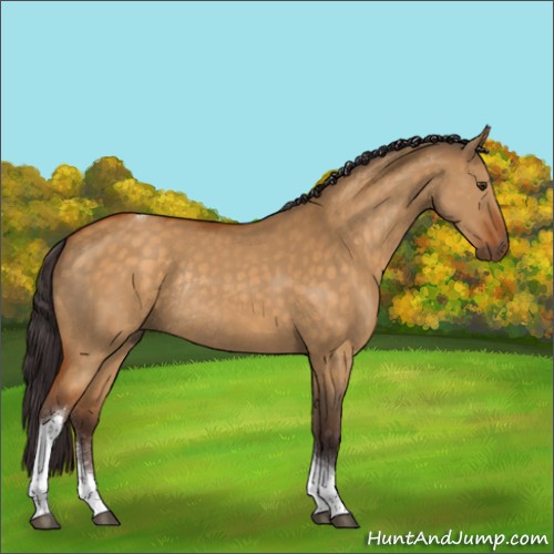 Horse Color:Buckskin Dun Sabino Tobiano Rabicano