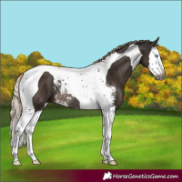 Horse Color:Gray Chocolate Palomino Sabino Splash Tobiano Rabicano