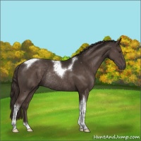 Horse Color:Liver Chestnut Tobiano Rabicano 