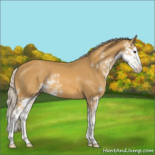 Horse Color:Palomino Sabino Splash Rabicano