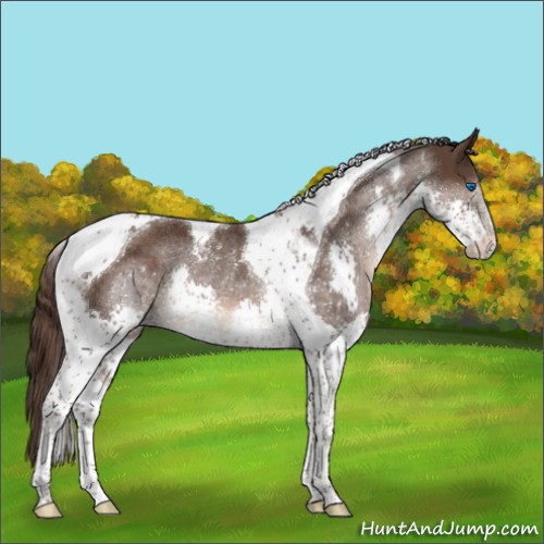 Horse Color:Liver Chestnut Splash Tobiano Rabicano