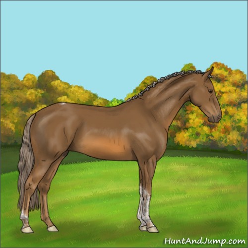 Horse Color:Chocolate Palomino Tobiano Rabicano