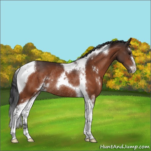 Horse Color:Bay Sabino Tobiano Rabicano 