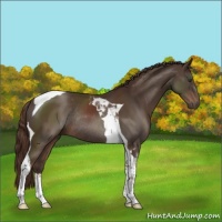 Horse Color:Liver Chestnut Sabino Tobiano Rabicano