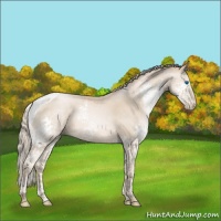 Horse Color:Chocolate Palomino Pearl Splash Tobiano Rabicano 