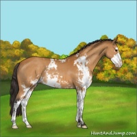 Horse Color:Buckskin Sabino Rabicano 