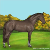 Horse Color:Liver Chestnut Tobiano Rabicano 