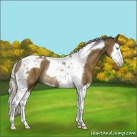 Horse Color:Chocolate Palomino Splash Tobiano Rabicano