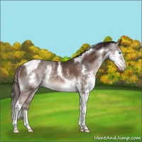 Horse Color:Liver Chestnut Splash Tobiano Rabicano 