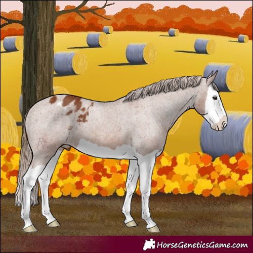 Horse Color:Chestnut Splash Appaloosa 