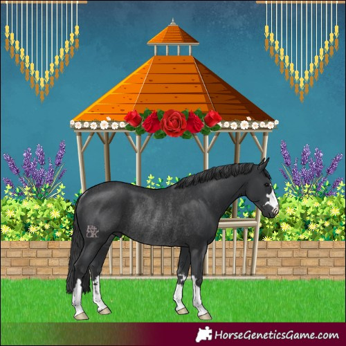 Horse Color:Black Rabicano 