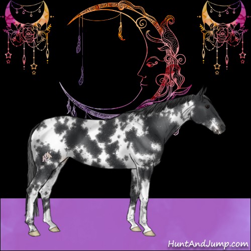 Horse Color:White Spotted Black 