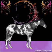 Horse Color:White Spotted Black 