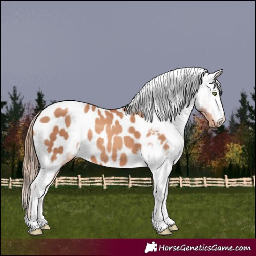 Horse Color:Gold Champagne Appaloosa 