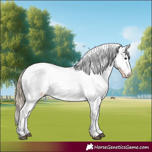 Horse Color:Chestnut Appaloosa 