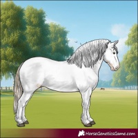 Horse Color:Chestnut Appaloosa 